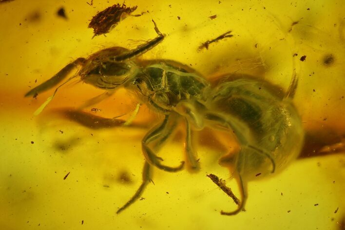 Detailed Fossil Ant (Formicidae) In Baltic Amber #200176